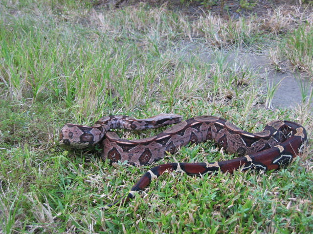 Guyanan Male